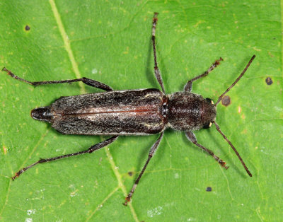 Arrowhead Borer - Xylotrechus sagittatus