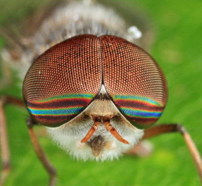 Horse and Deer Flies - Tabanidae