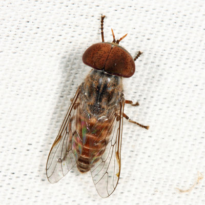 Tabanus pumilus (male)