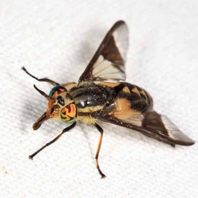 Chrysops callidus