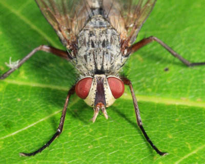 Cryptomeigenia dubia