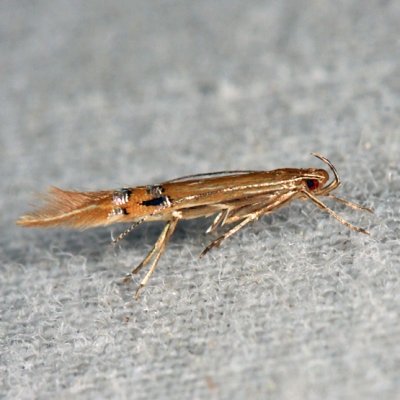 1496  Cosmopterix fernaldella