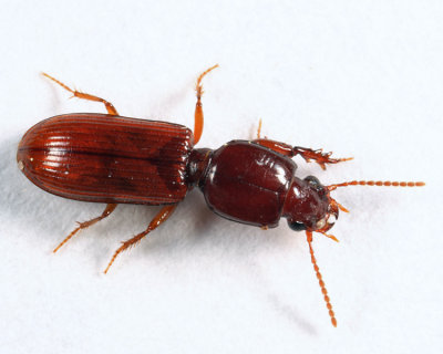 Slender Seedcorn Beetle - Clivina impressefrons