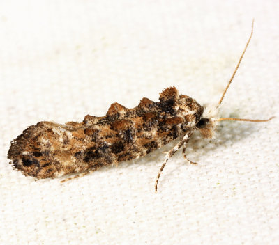 0317 - Speckled Xylesthia Moth - Xylesthia pruniramiella