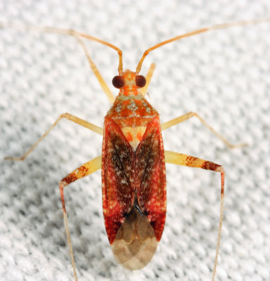 Phytocoris puella