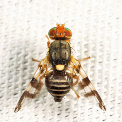 Eastern Cherry Fruit Fly - Rhagoletis cingulata