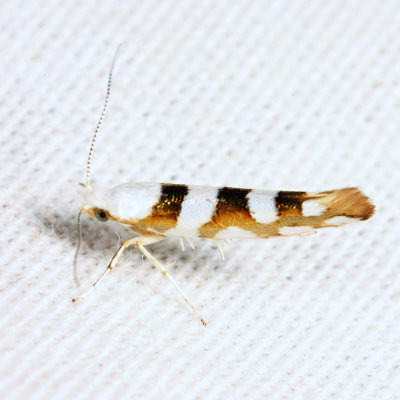 2457 - Bronze Alder Moth - Argyresthia goedartella