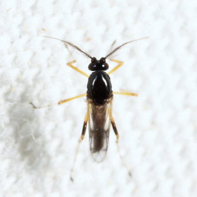 Clinohelea bimaculata (male)
