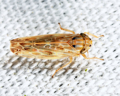 Painted Leafhopper - Endria inimica