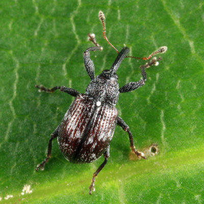 Strawberry Bud Weevil - Anthonomus signatus