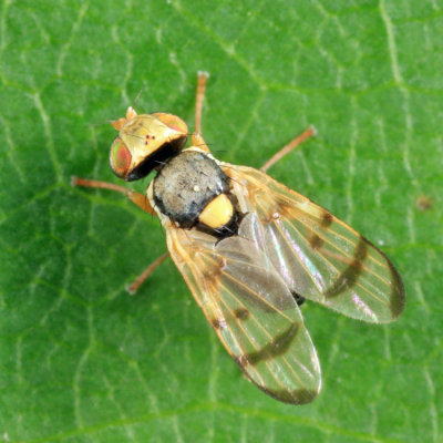 Knapweed Gall Fly - Urophora affinis