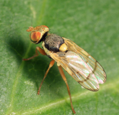 Knapweed Gall Fly - Urophora affinis