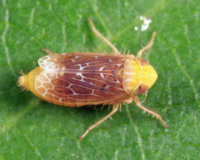Leafhoppers genus Polyamia