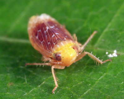 Polyamia apicata