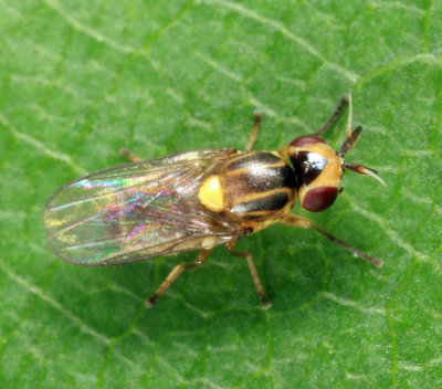 Parectecephala sp.