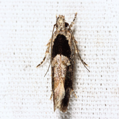 1862  Pseudochelaria pennsylvanica