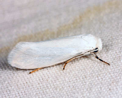 0200.1  Bogus Yucca Moth  Prodoxus decipiens