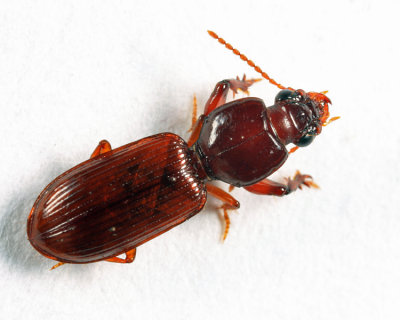 Clivina americana (teneral)