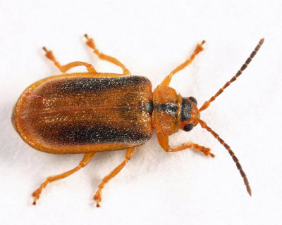 Black-margined Loosestrife Beetle - Neogalerucella calmariensis