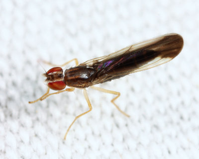 Flies - Anthomyzidae