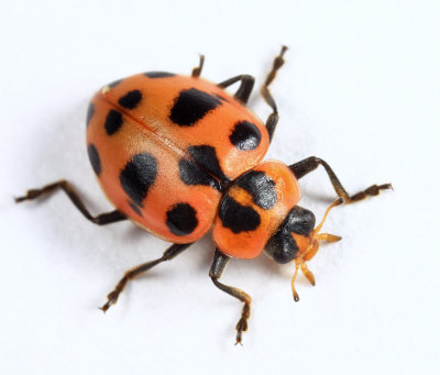 Spotted Lady Beetle - Coleomegilla maculata