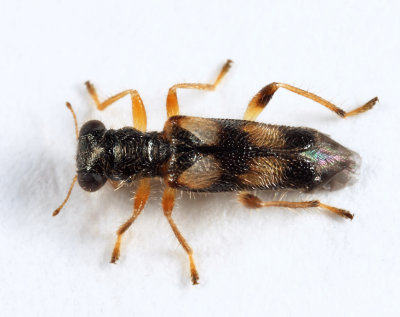 Phyllobaenus pallipennis