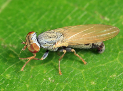 Flies - Chamaemyiidae