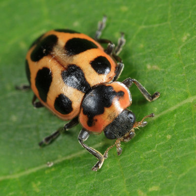 Naemia seriata