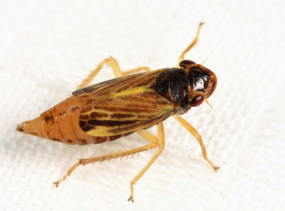 Leafhoppers genus Evacanthus