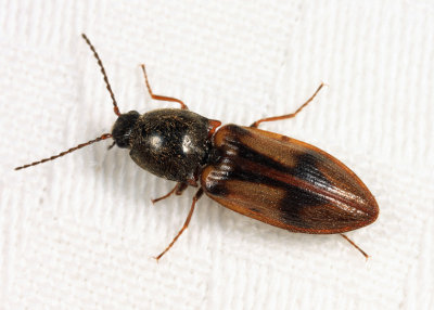 Two-spotted Click Beetle - Stropenron propola