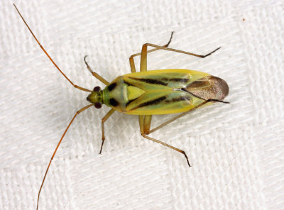 Two-spotted Grass Bug - Stenotus binotatus