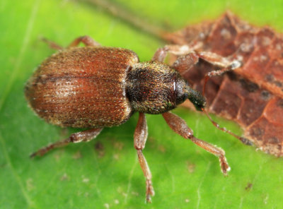 Black-beaked Green Weevil - Hypera nigrirostris