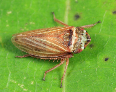Leafhoppers genus Aphrodes
