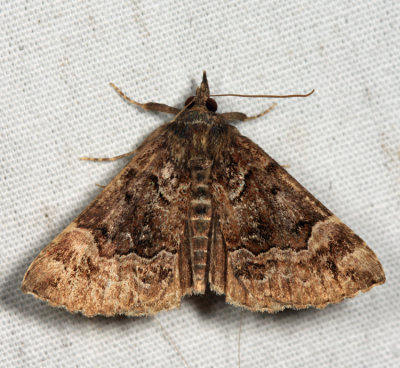 8444 - Mottled Bomolocha - Hypena palparia