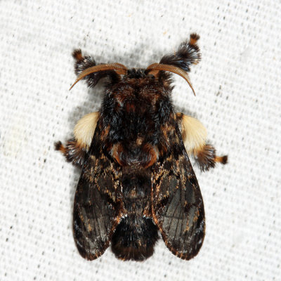 4677 - Hag Moth - Phobetron pithecium