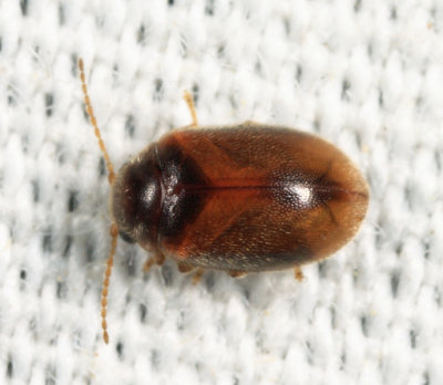 Contacyphon setulipennis