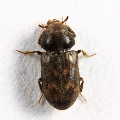 Heterocerus mollinus