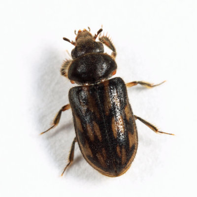 Heterocerus fenestratus