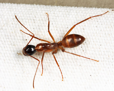 Camponotus americanus