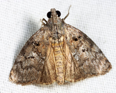  5605  Aspen Webworm Moth  Pococera aplastella