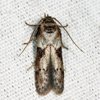 1162 - Acorn Moth - Blastobasis glandulella