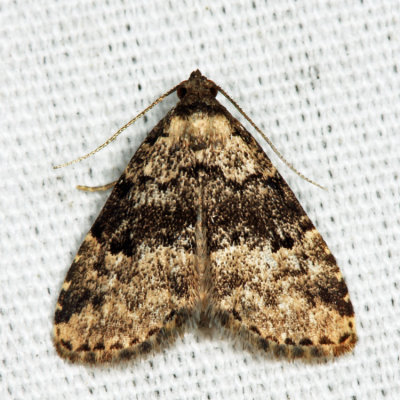 8426 - Visitation Moth - Dyspyralis illocata