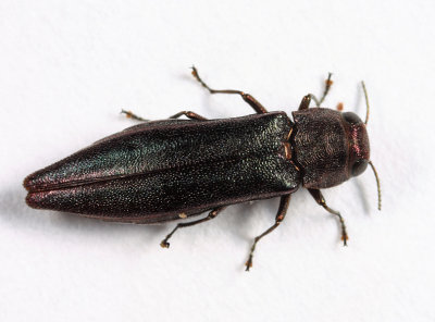 Agrilus politus