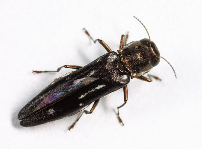 Agrilus obsoletoguttatus