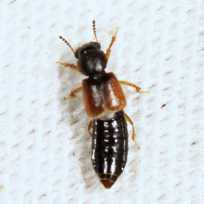 Bledius sp.