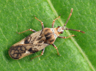 Fringetree Lace Bug - Leptoypha mutica