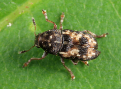 Trigonorhinus sticticus