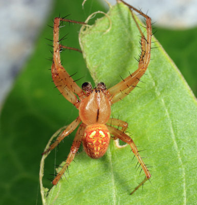 Arabesque Orbweaver - Neoscona arabesca