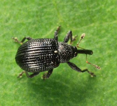 Anthonomus corvulus