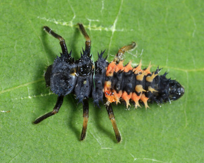  Multicolored Asian Lady Beetle - Harmonia axyridis
